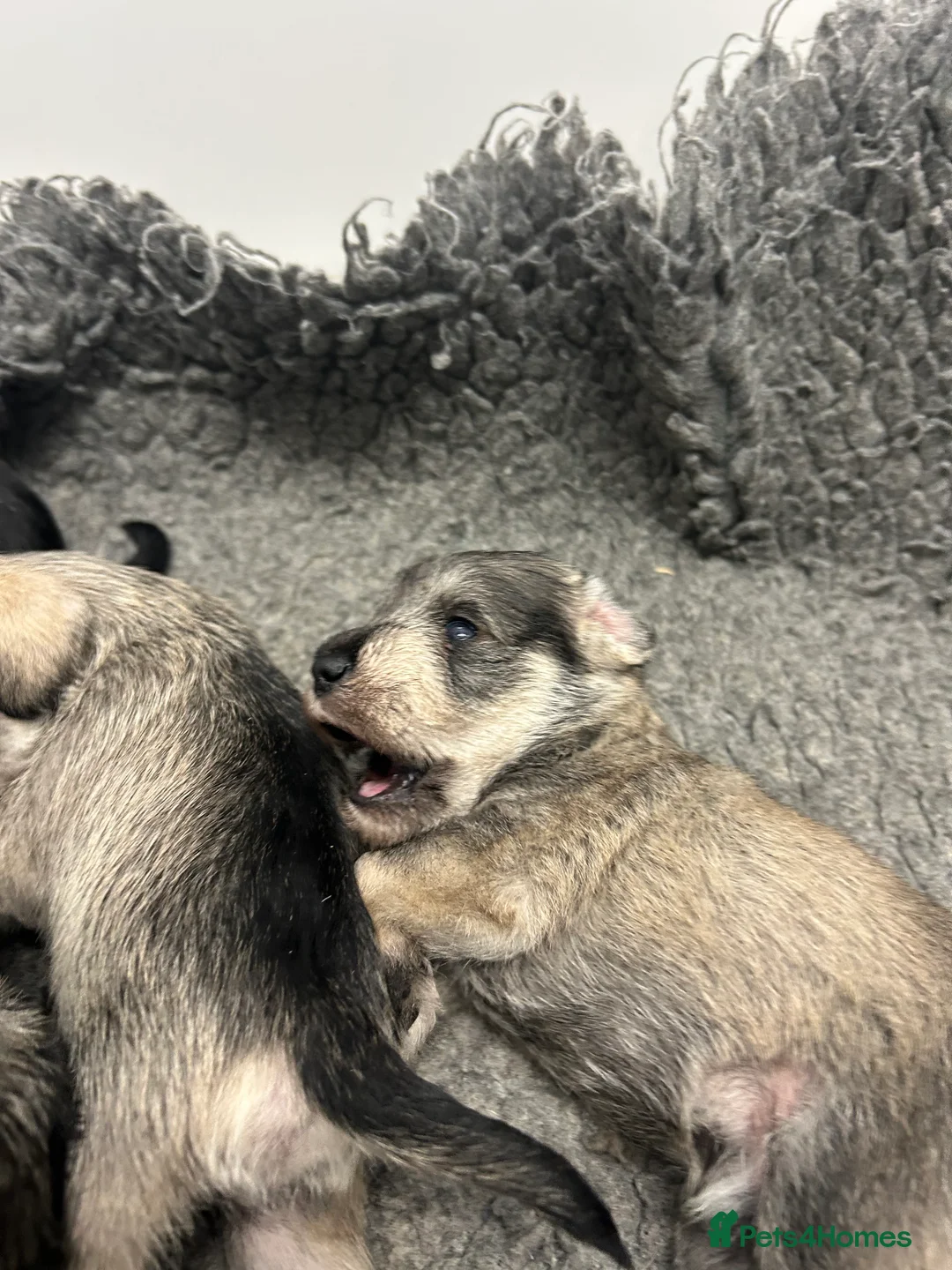 Miniature Schnauzer dogs for sale: Mini Schnauzer  - Advert 3