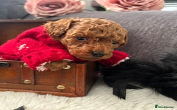 Toy Poodle dogs for sale: RED Toy Poodles  - Advert 8