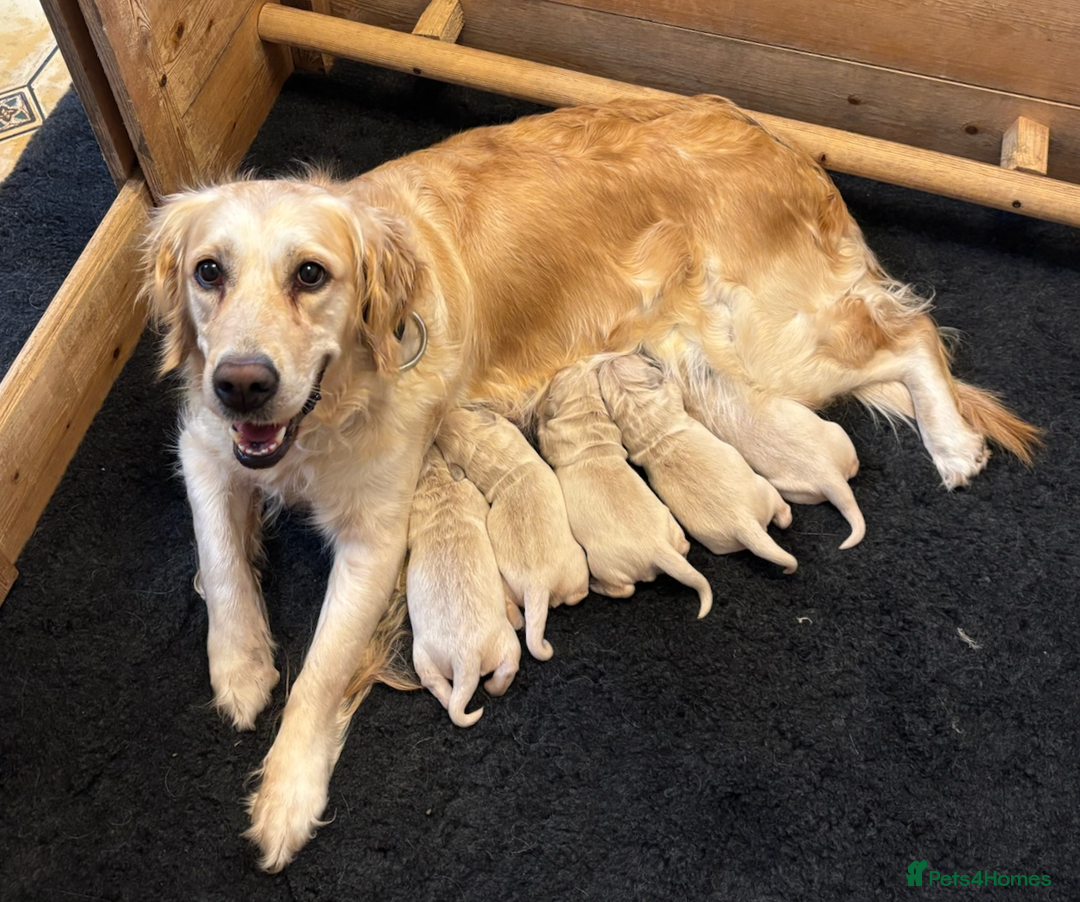 Golden Retriever dogs for sale: KC Reg Golden Retriever Puppies - Image 3