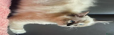 Ragdoll Kitten 4