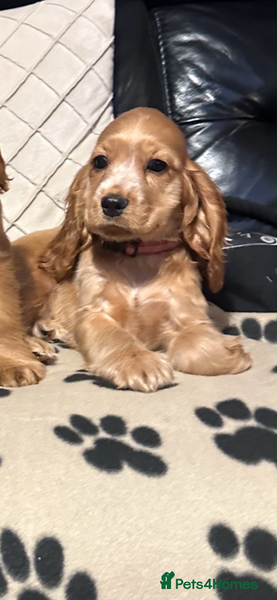 Cocker Spaniel dogs ⭐️Stunning show cocker spaniel puppies READY NOW - Advert 3