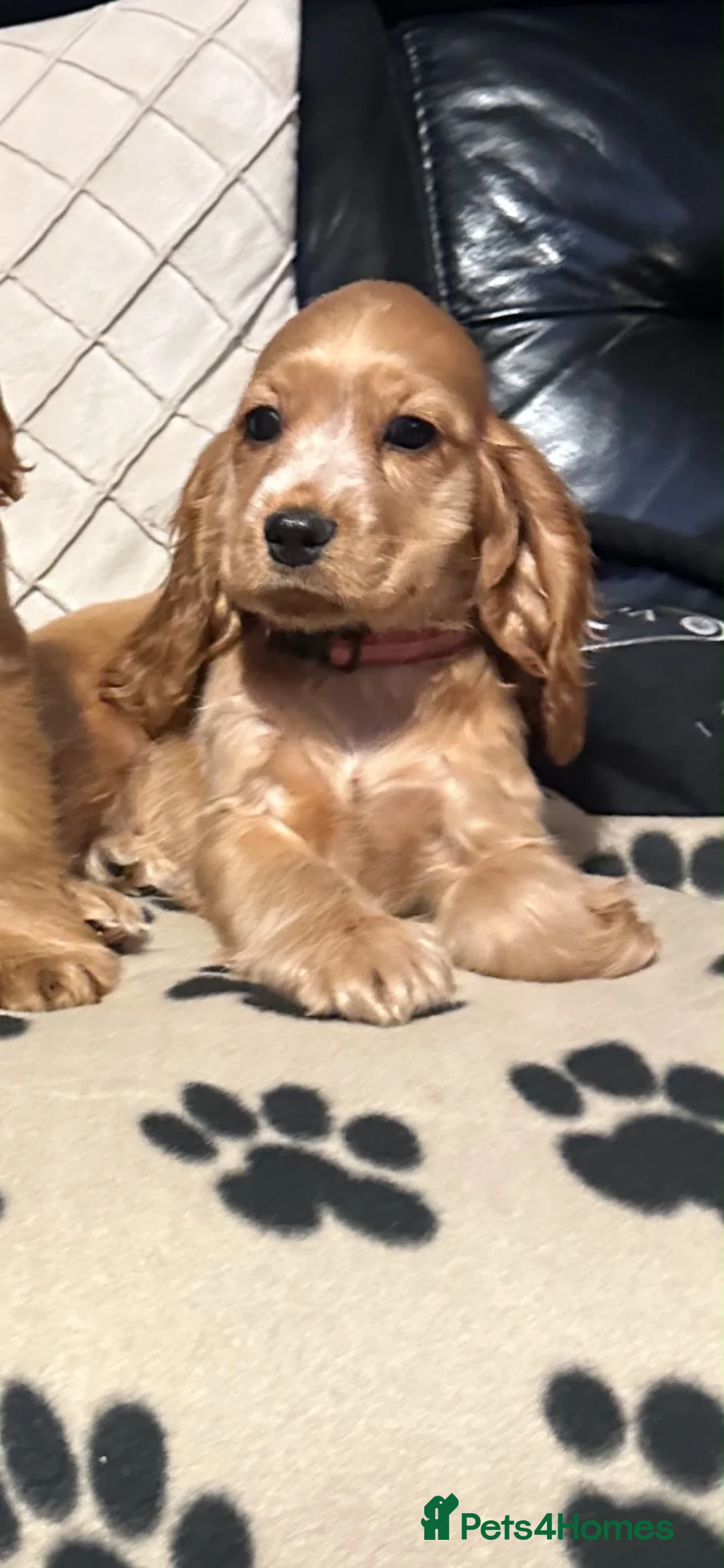 Cocker Spaniel dogs for sale: ⭐️Stunning show cocker spaniel puppies READY NOW - Advert 1