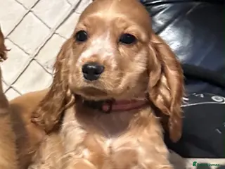 Cocker Spaniel dogs ⭐️Stunning show cocker spaniel puppies READY NOW - Advert 3