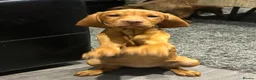 Hungarian Vizsla dogs for sale: KC Hungarian Vizsla puppies  - Advert 3