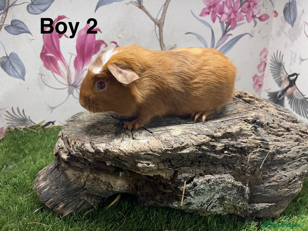 Guinea Pig rodents for sale: Baby male guinea pigs  in Bury Saint Edmunds - Image 2