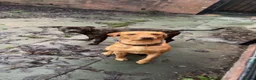 Labrador Retriever dogs for sale: Fox Red Lab for sale **READ DESCRIPTION** in Wrexham - Advert 4