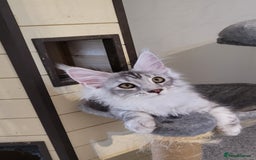 Maine Coon cats for sale: Tica registered maine coon kittens  in Ipswich - Image 10