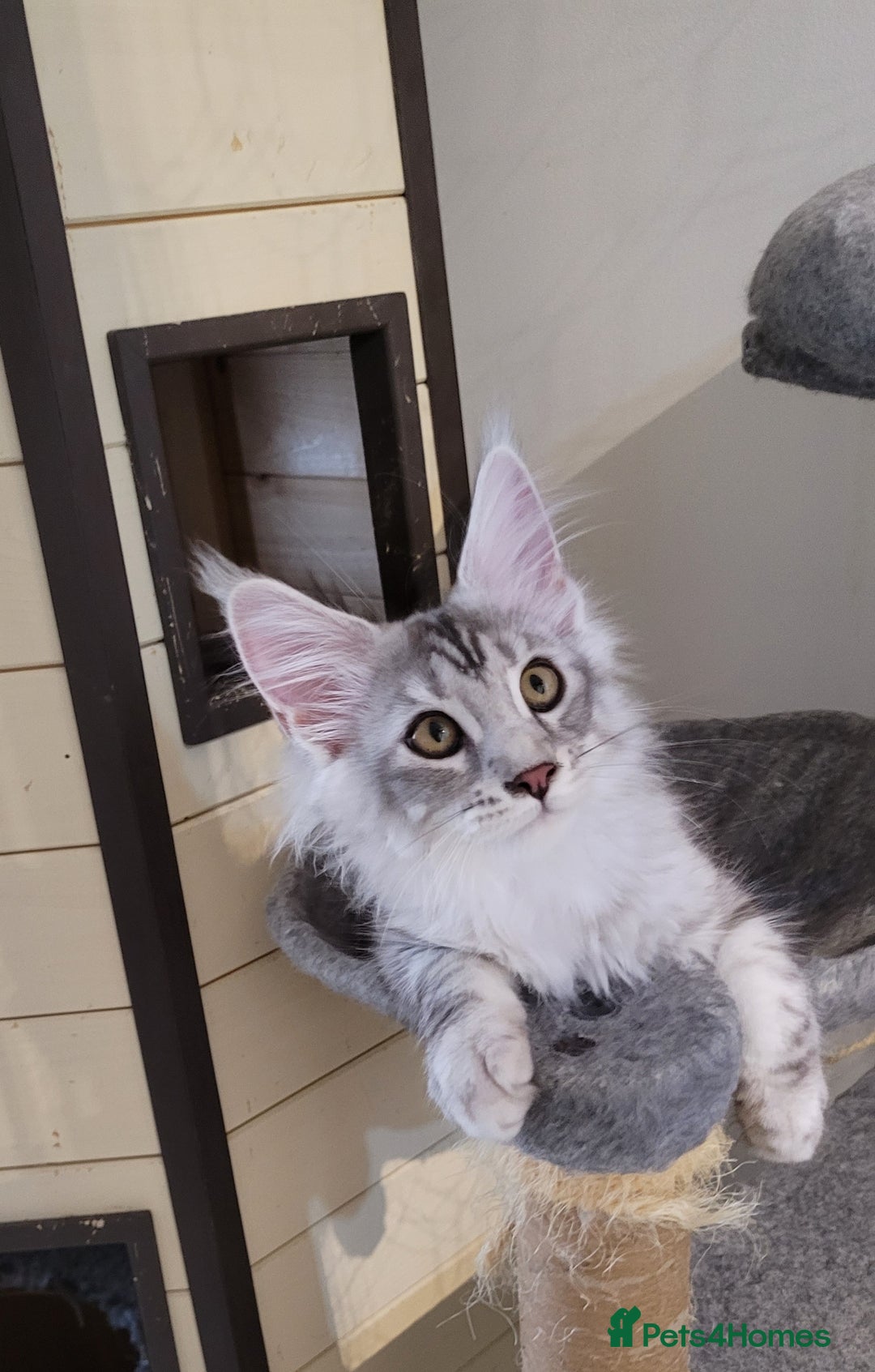 Maine Coon cats for sale: Tica registered maine coon kittens  in Ipswich - Image 10