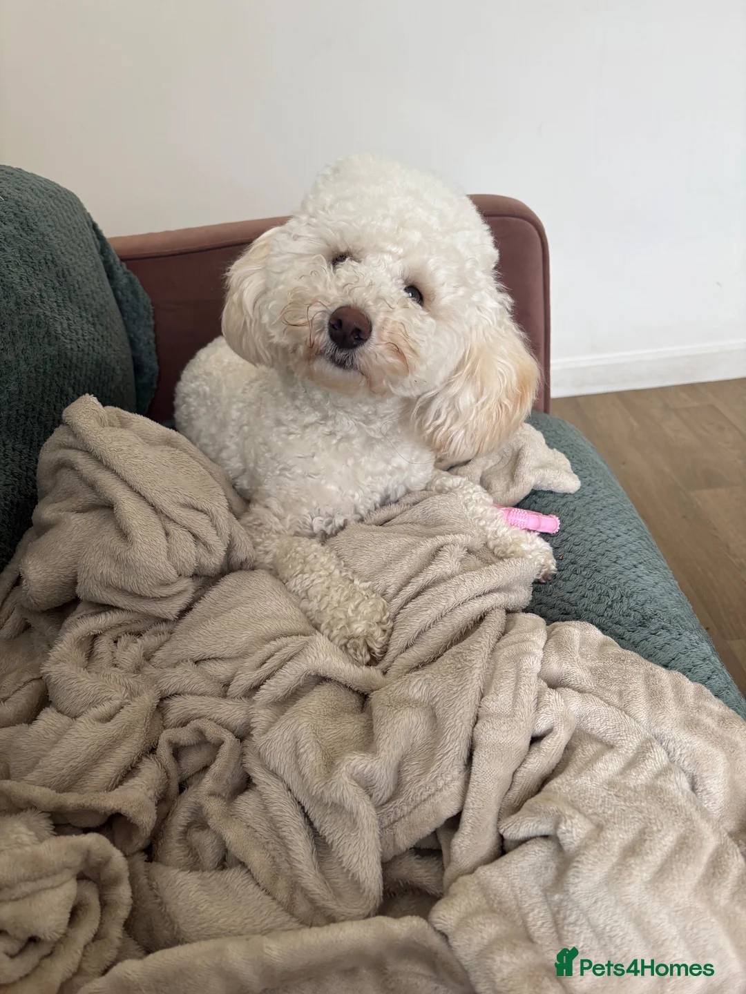 Miniature Poodle dogs for sale: 1 1/2 year old Boy Mini Poodle in Edgware - Advert 8