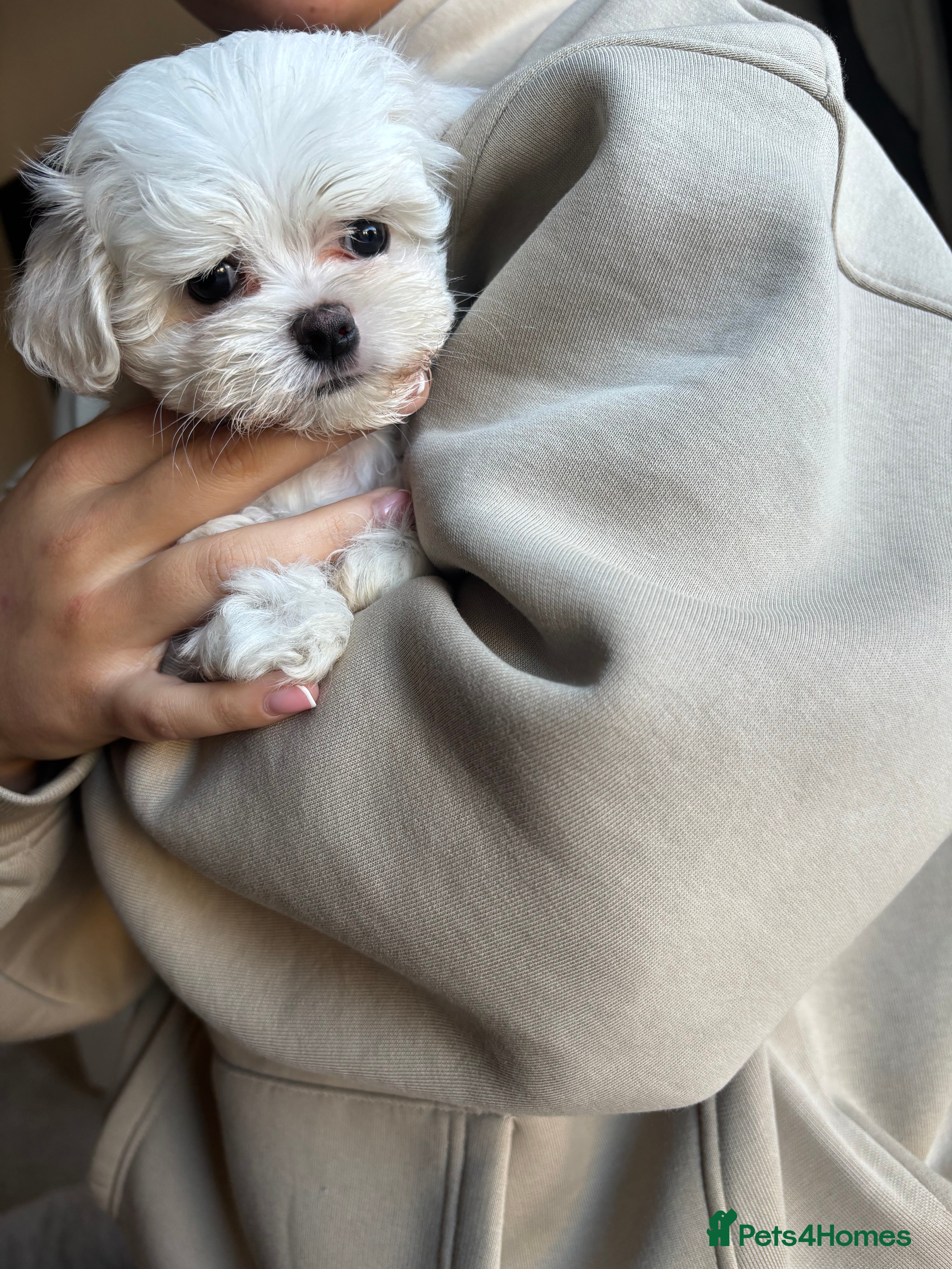 Maltese dogs READY TO LEAVE KC Korean Maltese Pups  - Advert 4