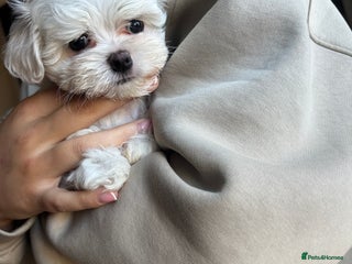 Maltese dogs READY TO LEAVE KC Korean Maltese Pups - Advert 5