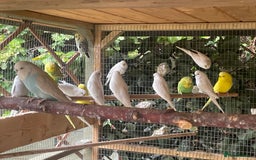 Budgerigars birds for sale: Various budgies  - Image 3
