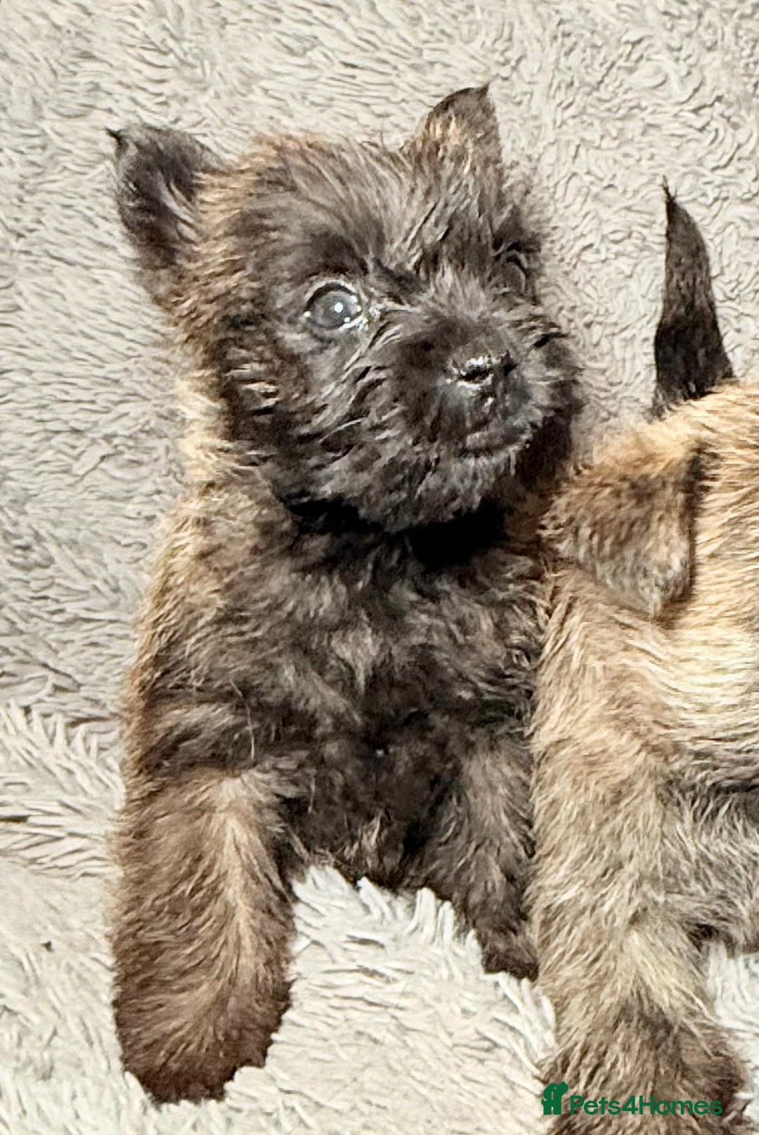 Cairn Terrier dogs for sale: STUNNING cairn terrier babies 🐾 - Advert 3
