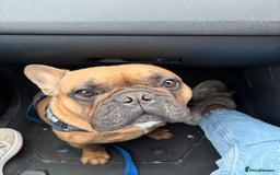 French Bulldog dogs for sale: Spud - rehoming  - Image 6