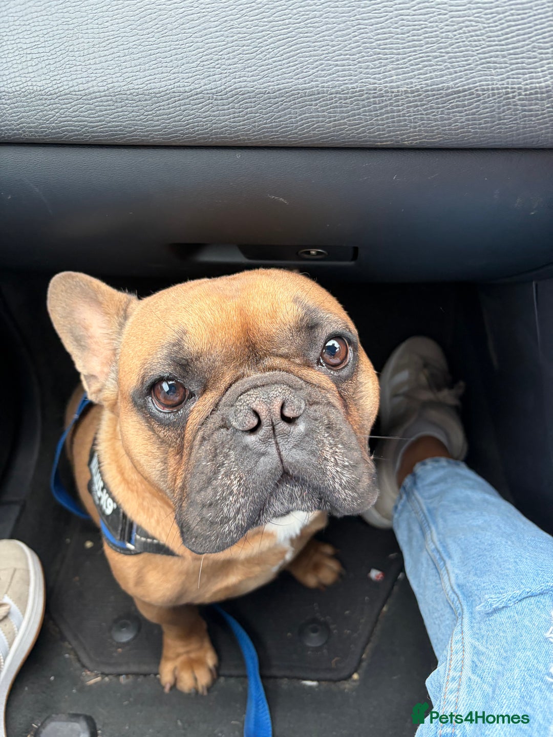 French Bulldog dogs for sale: Spud - rehoming  - Image 6