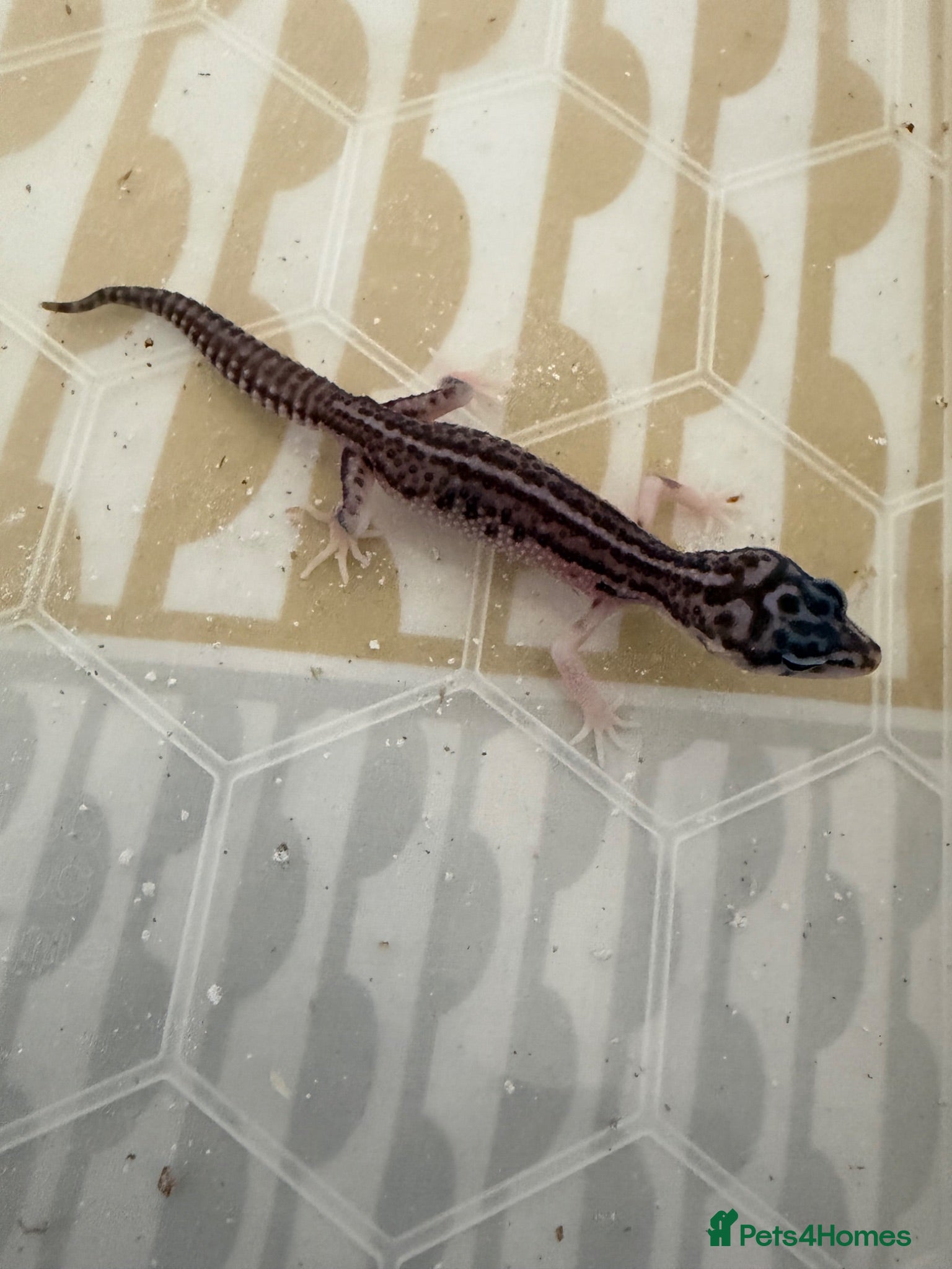Leopard Gecko reptiles Baby leopard geckos  - Advert 2