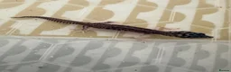 Leopard Gecko reptiles for sale: Baby leopard geckos  - Advert 2