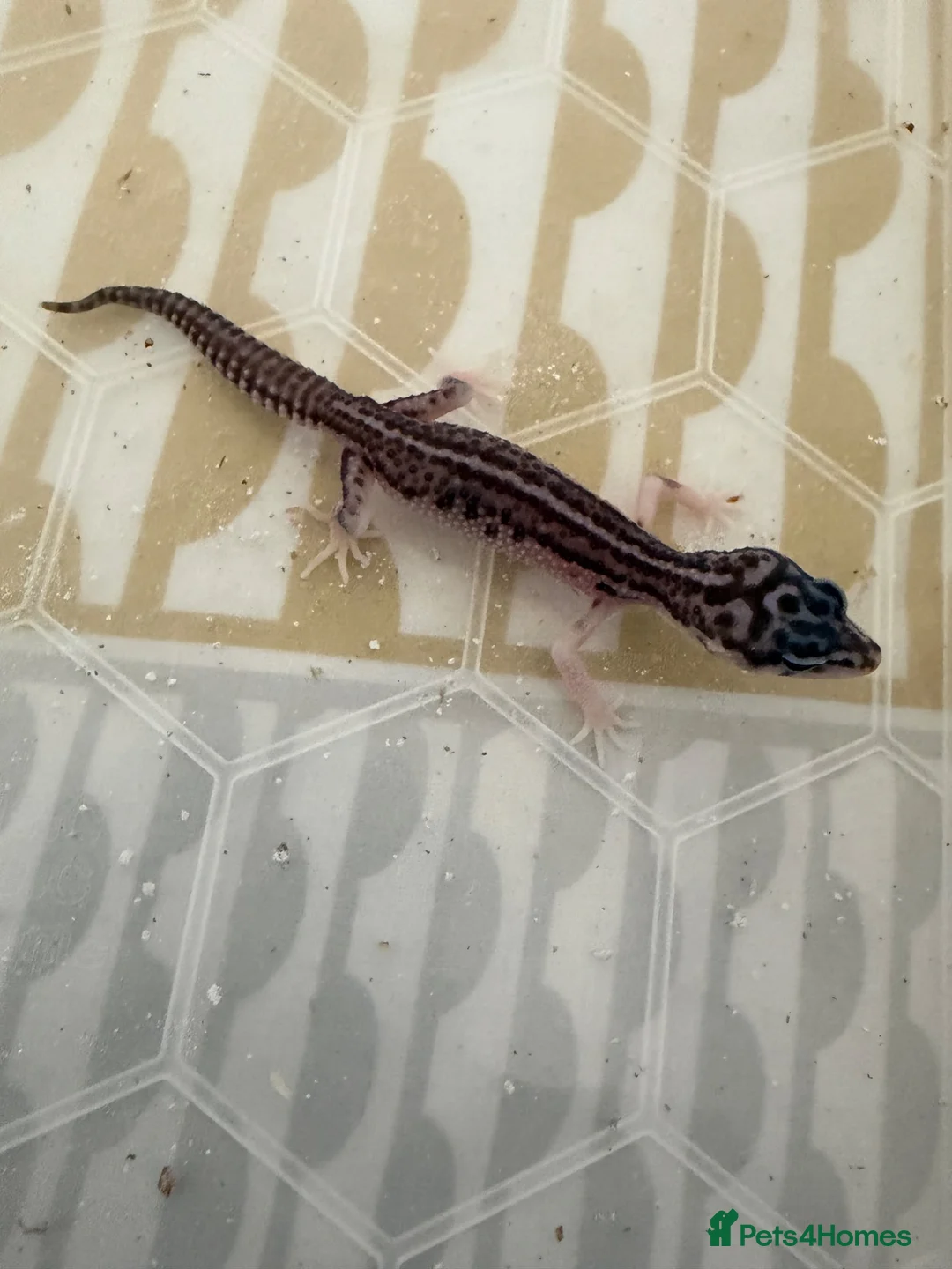 Leopard Gecko reptiles for sale: Baby leopard geckos  - Advert 2