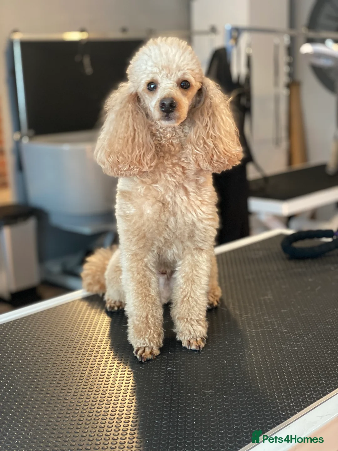 Poochon dogs for stud: KC RED TOY POODLE STUD - Advert 13
