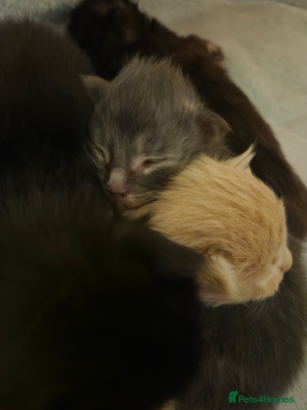 Maine Coon cats for sale: 5 week old Pure Bred Maine Coons for sale. - Image 21