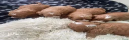 Cockapoo dogs for sale: F1 MINIATURE  SHOW-LINE COCKAPOO PUPPIES  - Advert 13