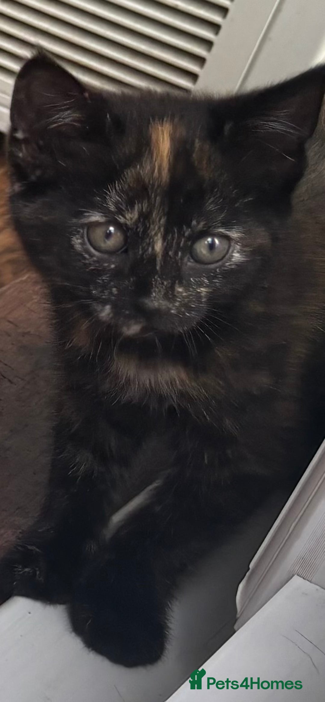 Mixed Breed cats for sale: 1/4 Maincoon dog friendly tortoiseshell girl - Image 10
