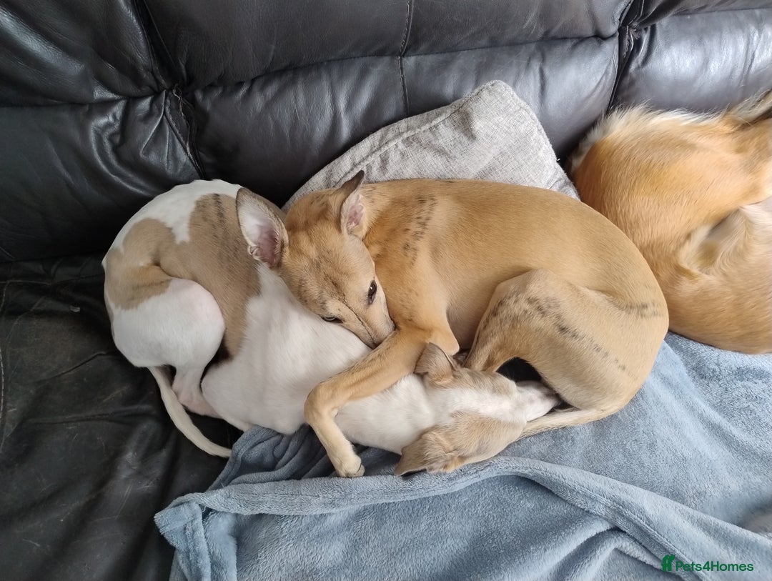 Whippet dogs for stud: Beautiful Whippet Dodger for STUD | Unproven - Image 20