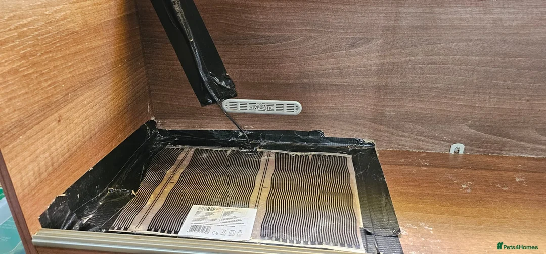 Corn Snake reptiles for sale: Friendly corn snake, vivarium with full set up - Advert 11