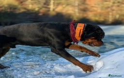 Rottweiler dogs for sale: 3 year old male Rottweiler  - Image 10