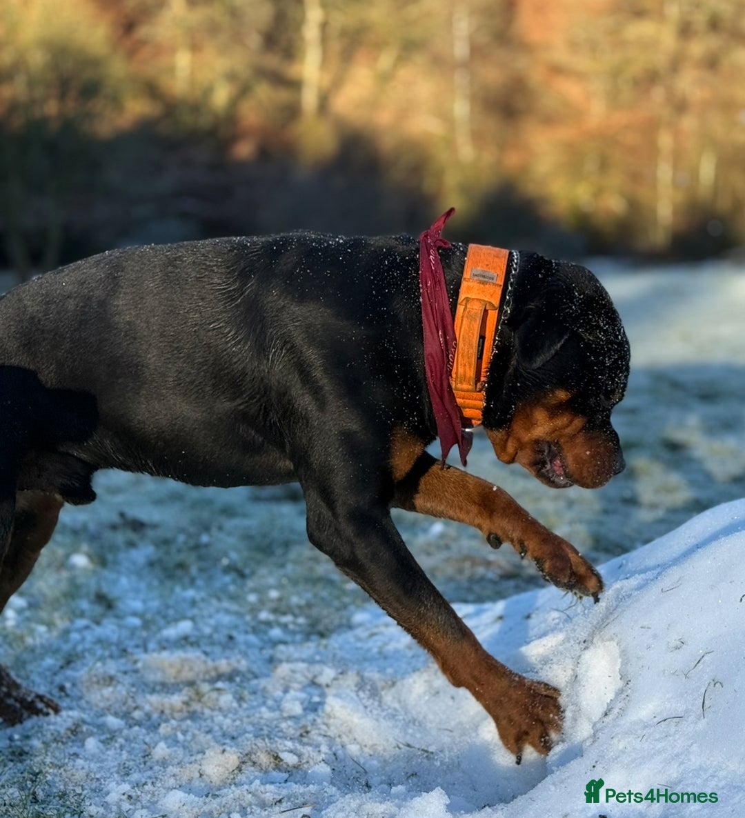 Rottweiler dogs for sale: 3 year old male Rottweiler  - Image 10