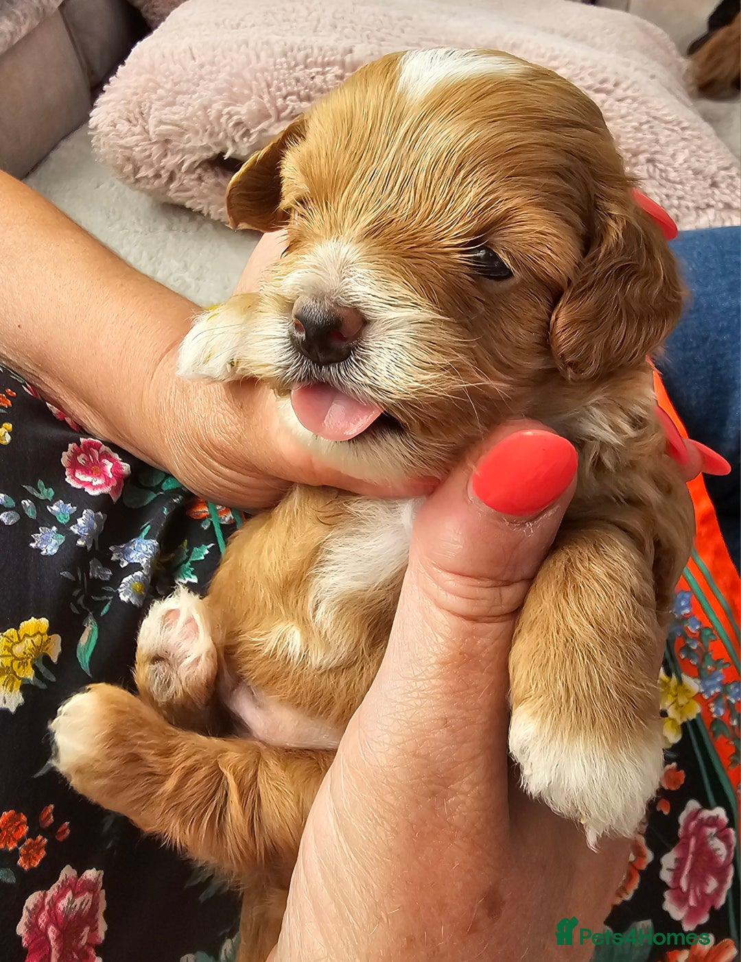 Mixed Breed dogs for sale: BEAUTIFUL SMALL MALTIPOO  BABY'S  - Image 3