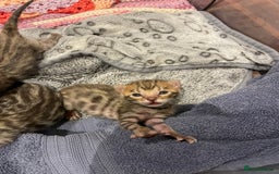 Bengal cats for sale: TICA registered Bengal girls. - Image 4