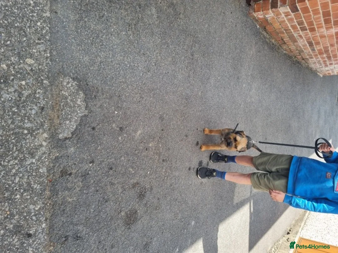 Border Terrier dogs for stud: Slem clear stud border terrier in Sheffield - Advert 6