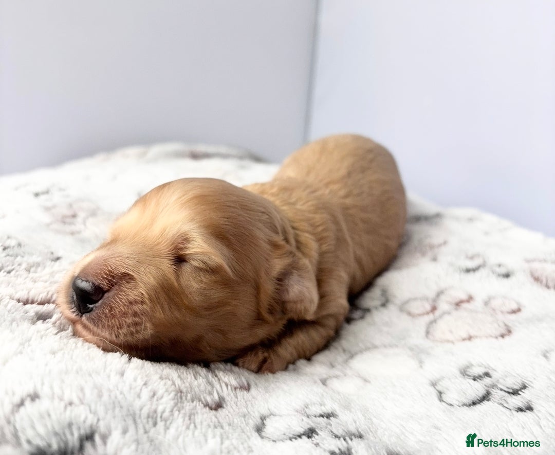 Miniature Dachshund dogs for sale: Long haired miniature dachshund ALL PUPS RESERVED - Image 8