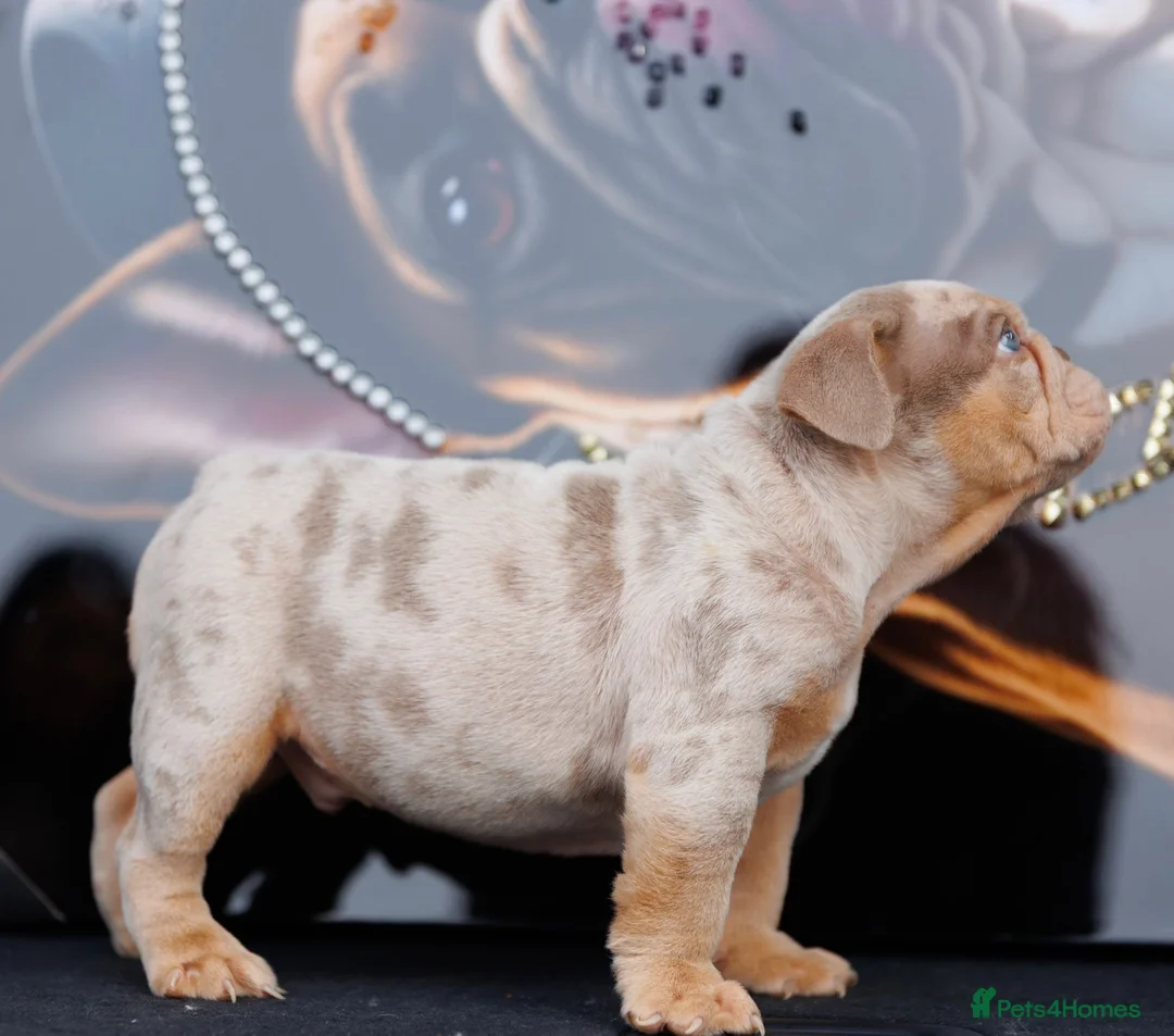 English Bulldog dogs for sale: ENGLISH BULLDOGS MERLE EPIC BULLYZ LILAC  - Advert 7