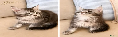 Maine Coon Kitten 5