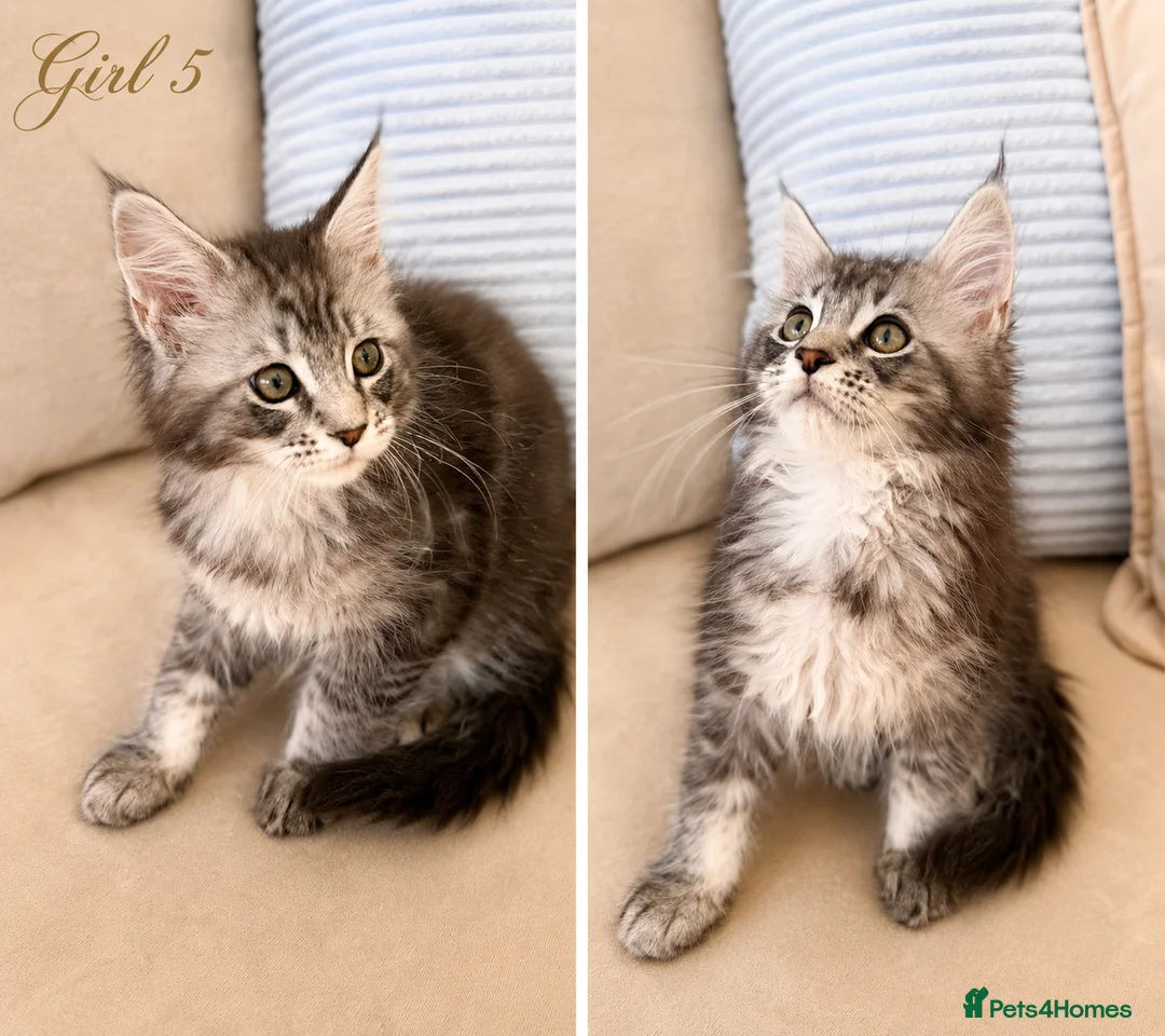 Maine Coon cats for sale:     Stunning TICA Registered Maine Coon Kittens - Advert 11