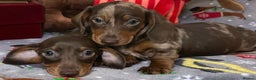 Miniature Dachshund dogs for sale: Two beautiful mini smooths available  - Advert 13