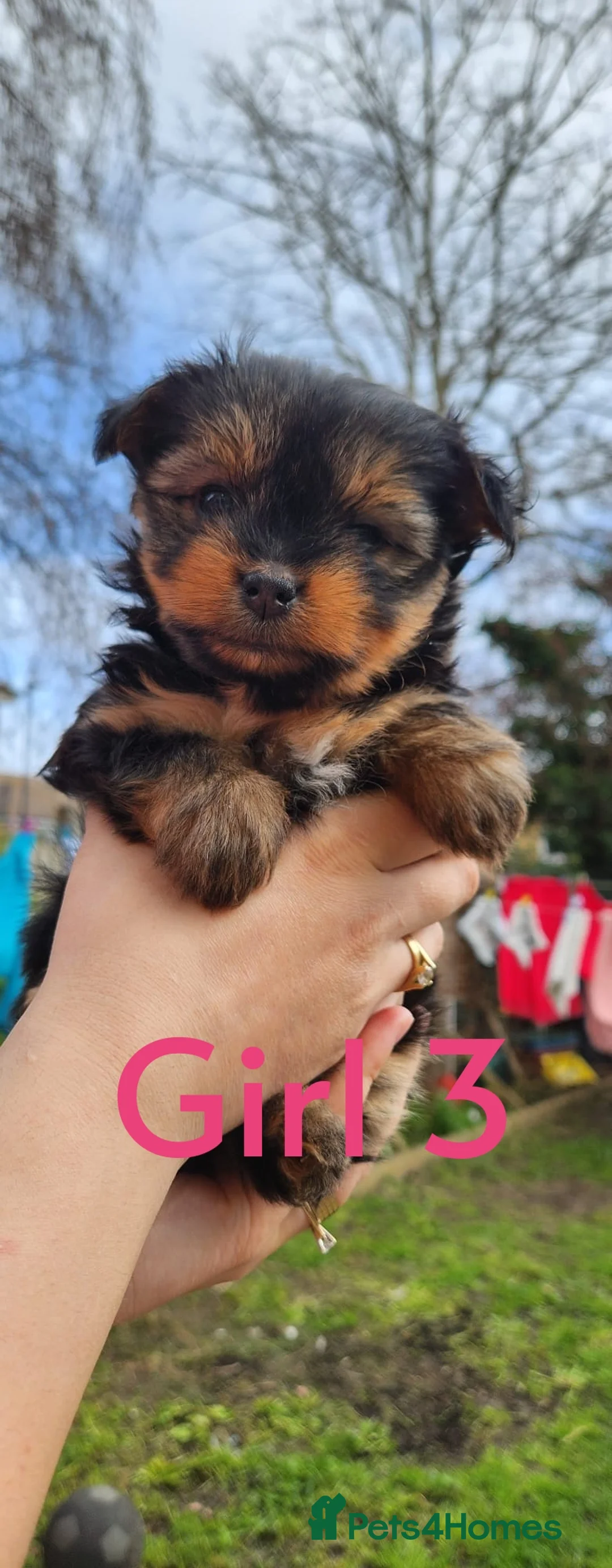 Mixed Breed dogs for sale: 3 puppies left  - Advert 18