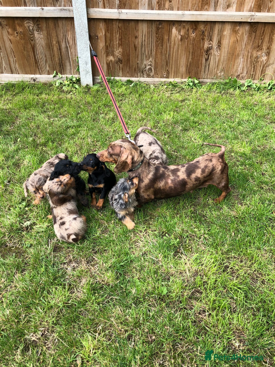 Doxiepoo dogs for sale: Doxiepoo Puppies - Image 5