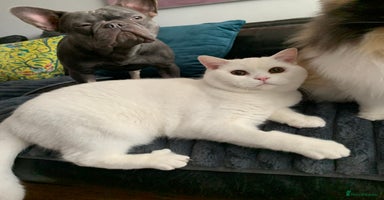 British Shorthair cats - Advert 14