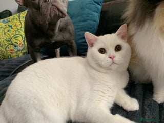 British Shorthair cats - Advert 8