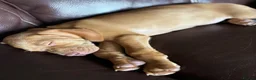 Hungarian Vizsla dogs for sale: 5* HUNGARIAN VIZSLA PUPPIES KC REGISTERED  - Advert 3