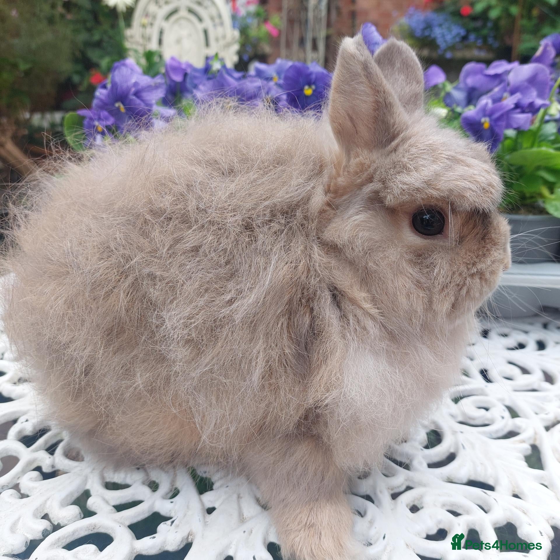 Cashmere Lop rabbits STUNNING JERSEY WOOLY BUCK  - Advert 1