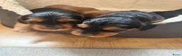 Cocker Spaniel dogs for sale: Beautiful show cocker spaniels  - Advert 3