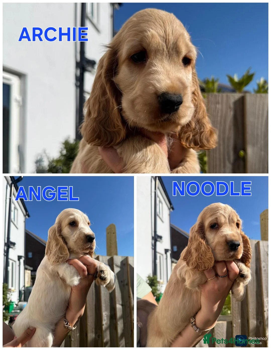 Cocker Spaniel dogs for sale: Open for reserve English Cocker Spaniel puppies - Advert 1