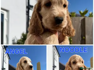 Cocker Spaniel dogs Open for reserve English Cocker Spaniel puppies - Advert 2