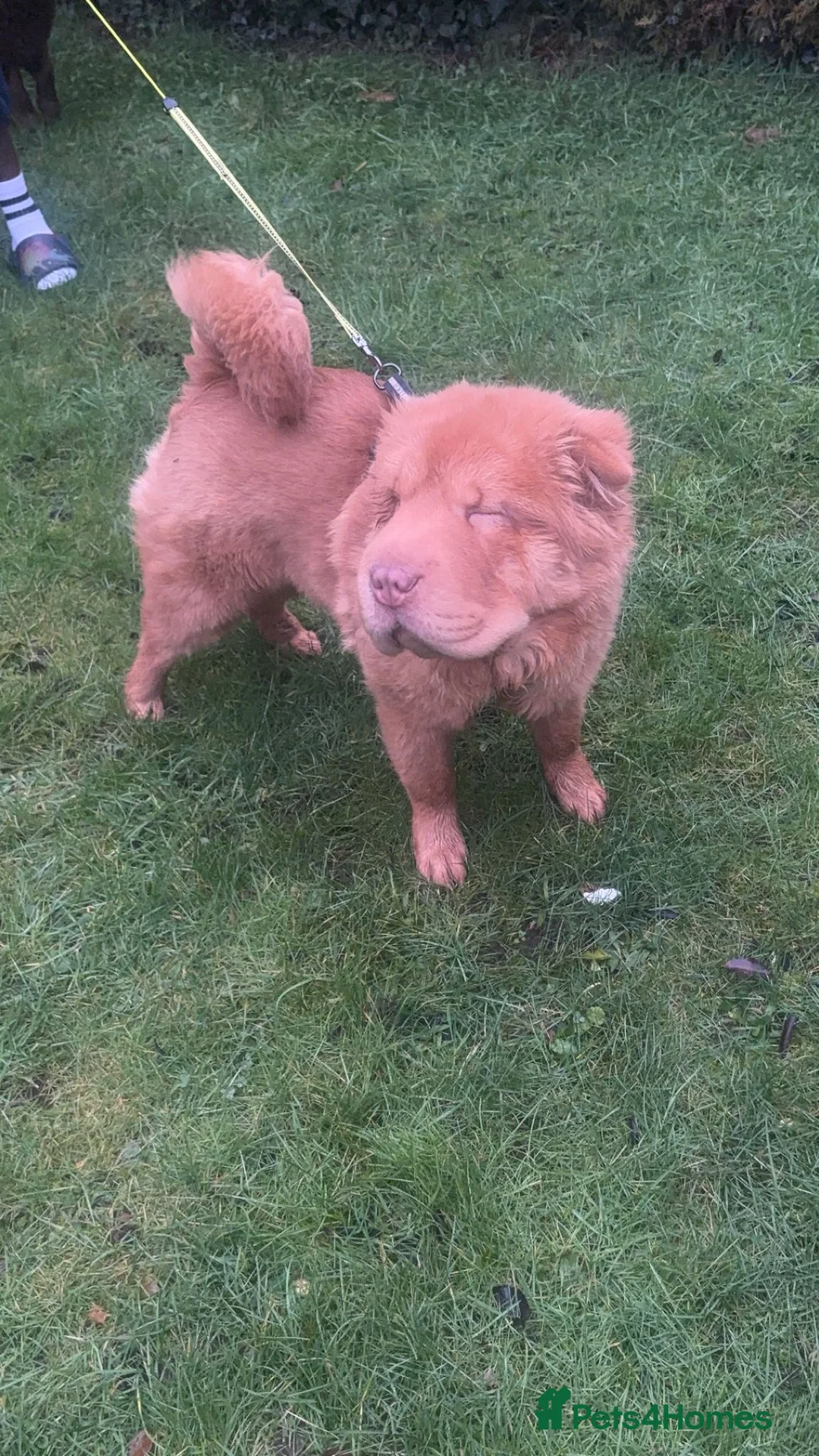 Shar Pei dogs for sale: Top quality bear coat sharpei  - Advert 14