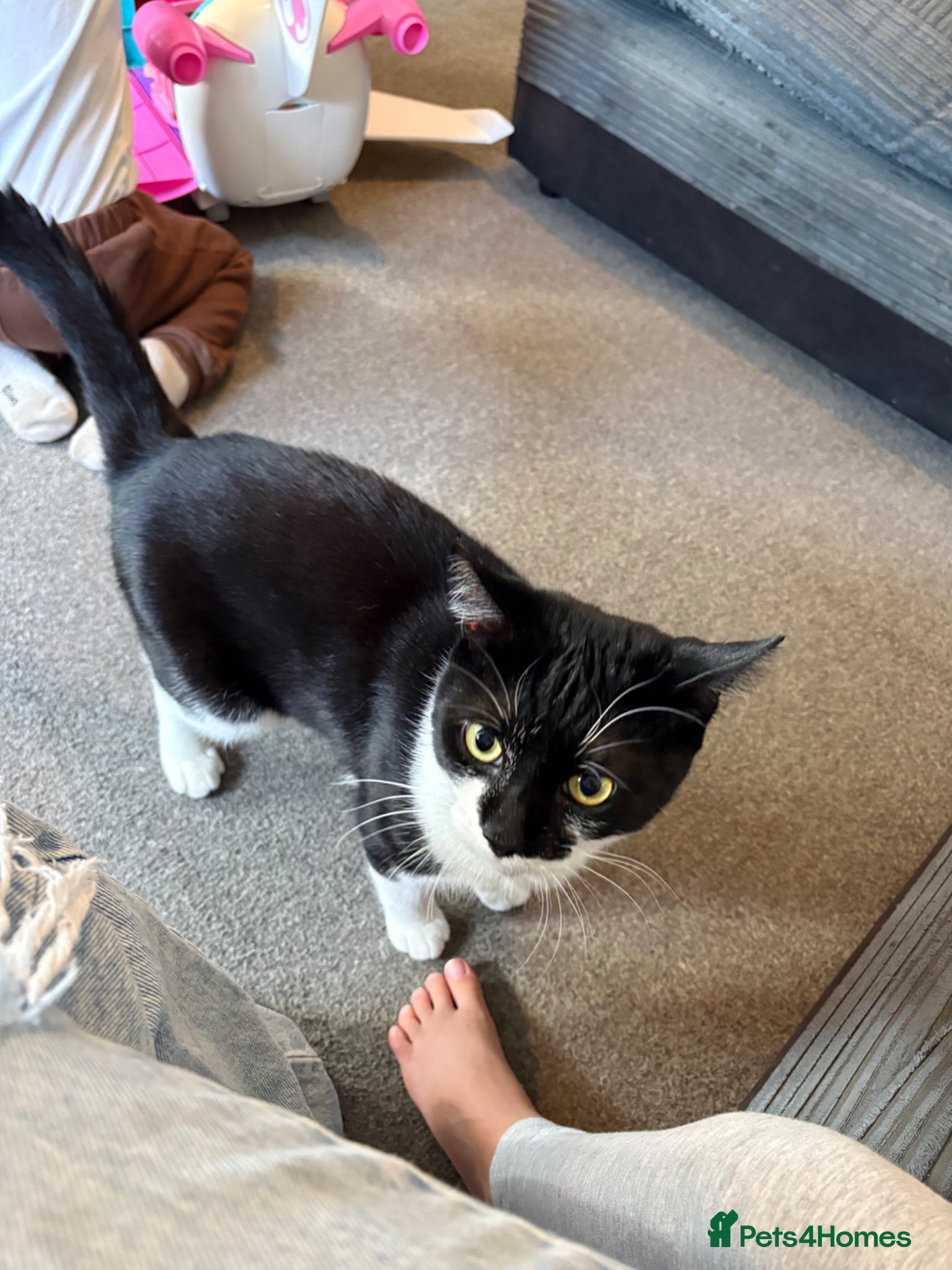 British Shorthair cats for sale: Male cat  - Advert 1