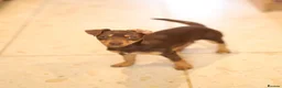 Jack Russell dogs for sale: Beautiful Jack Russell in Chocolate and Silver - Advert 15